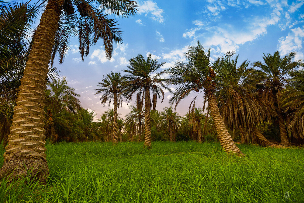 Garden landscape